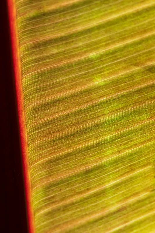 Banana leaf IV, Penryn. 2019.